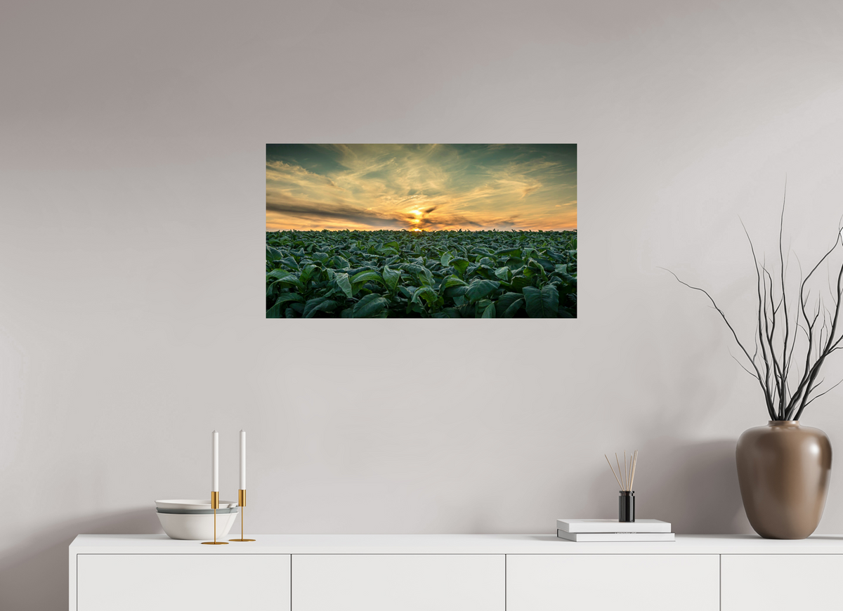 32 x 18″, Metal | Glossy Finish Tobacco at Sunset