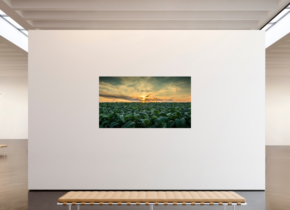 80 x 45″, Metal | Glossy Finish Tobacco at Sunset