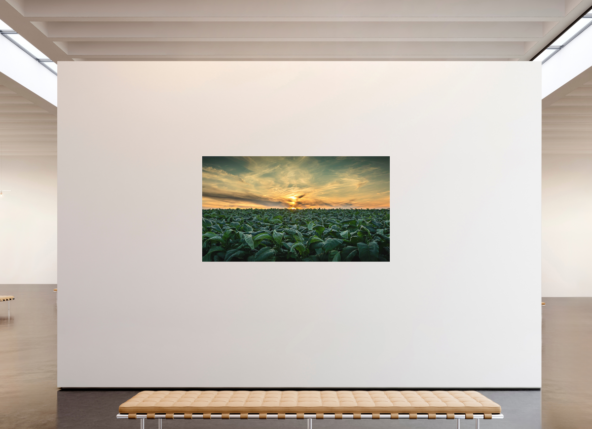 80 x 45″, Metal | Matte Finish Tobacco at Sunset