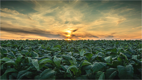Main image Tobacco at Sunset